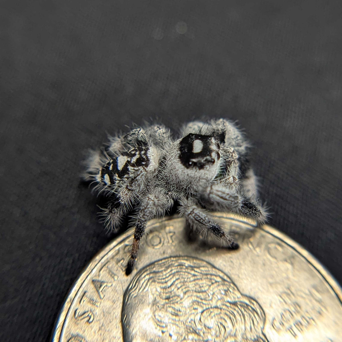 Regal Jumping Spider "Limeade" (High White)