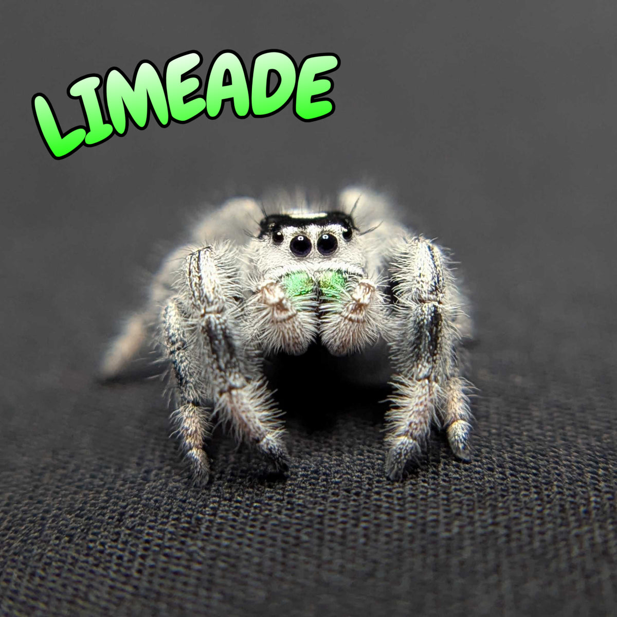 Regal Jumping Spider "Limeade" (High White)