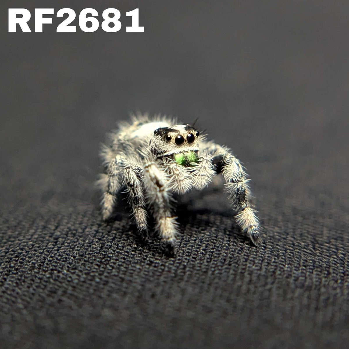 Regal Jumping Spider "Keylime" (High White)