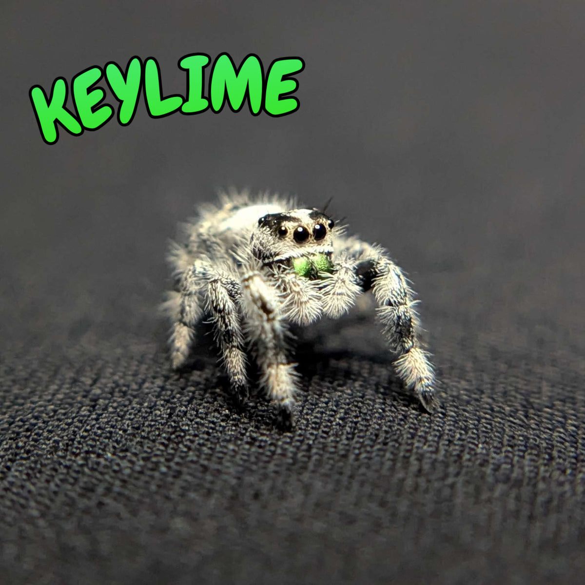 Regal Jumping Spider "Keylime" (High White)