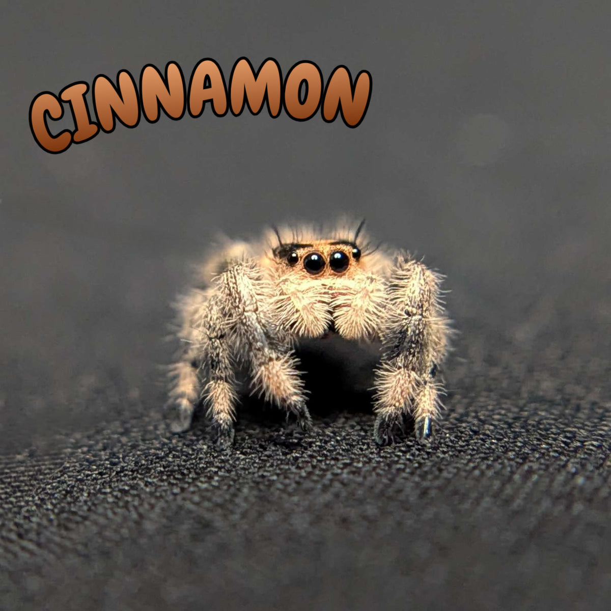 Regal Jumping Spider "Cinnamon"