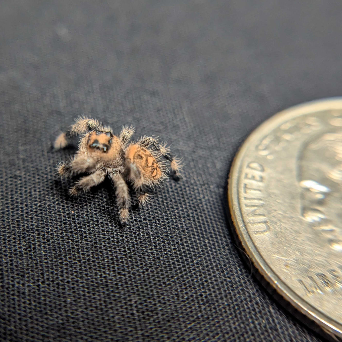 Regal Jumping Spider "Cinnamon"