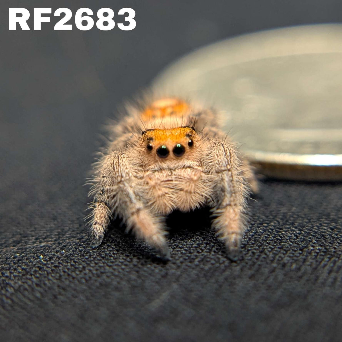 Regal Jumping Spider "Matilda"