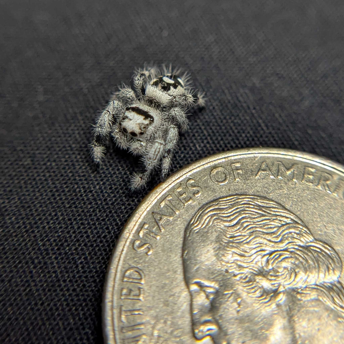 Regal Jumping Spider “Mint” (High White)