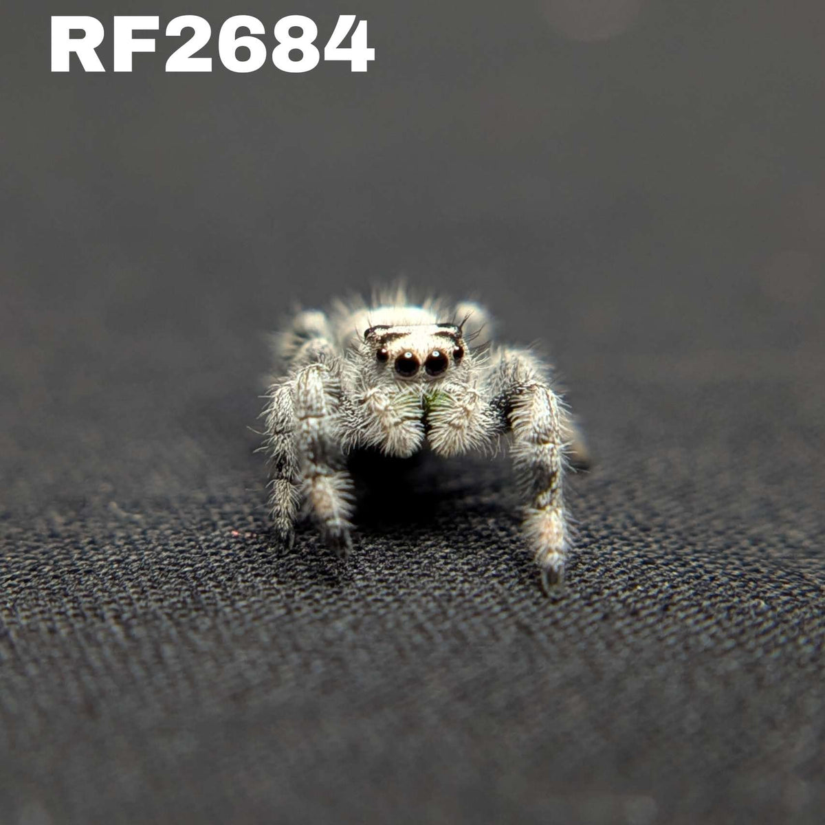 Regal Jumping Spider “Mint” (High White)