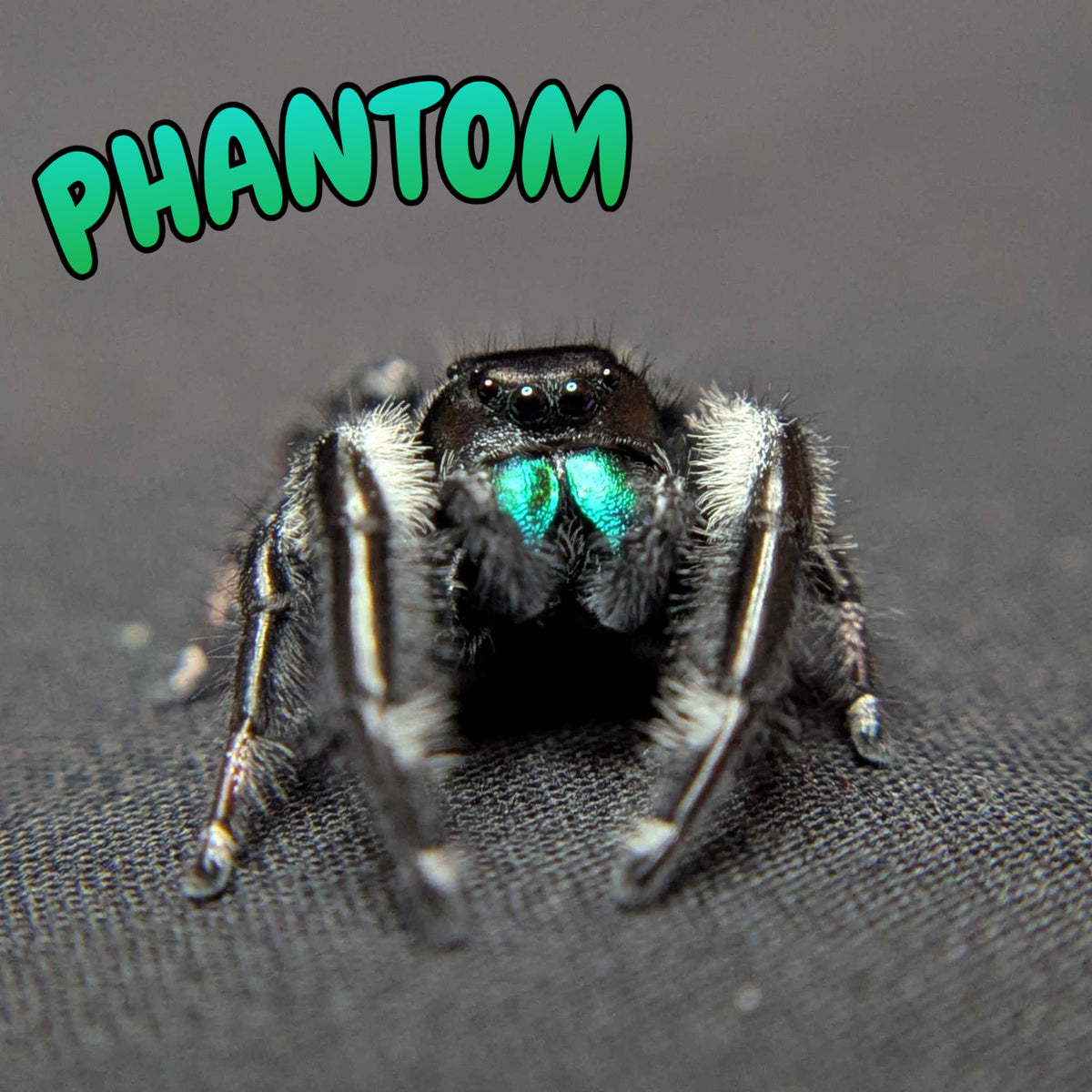 (Apalachicola Locale) Regal Jumping Spider “Phantom”