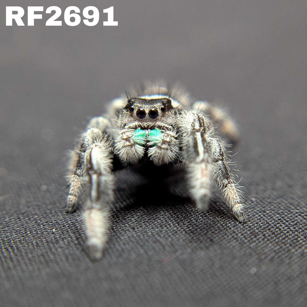 Regal Jumping Spider "Skye” (High White)