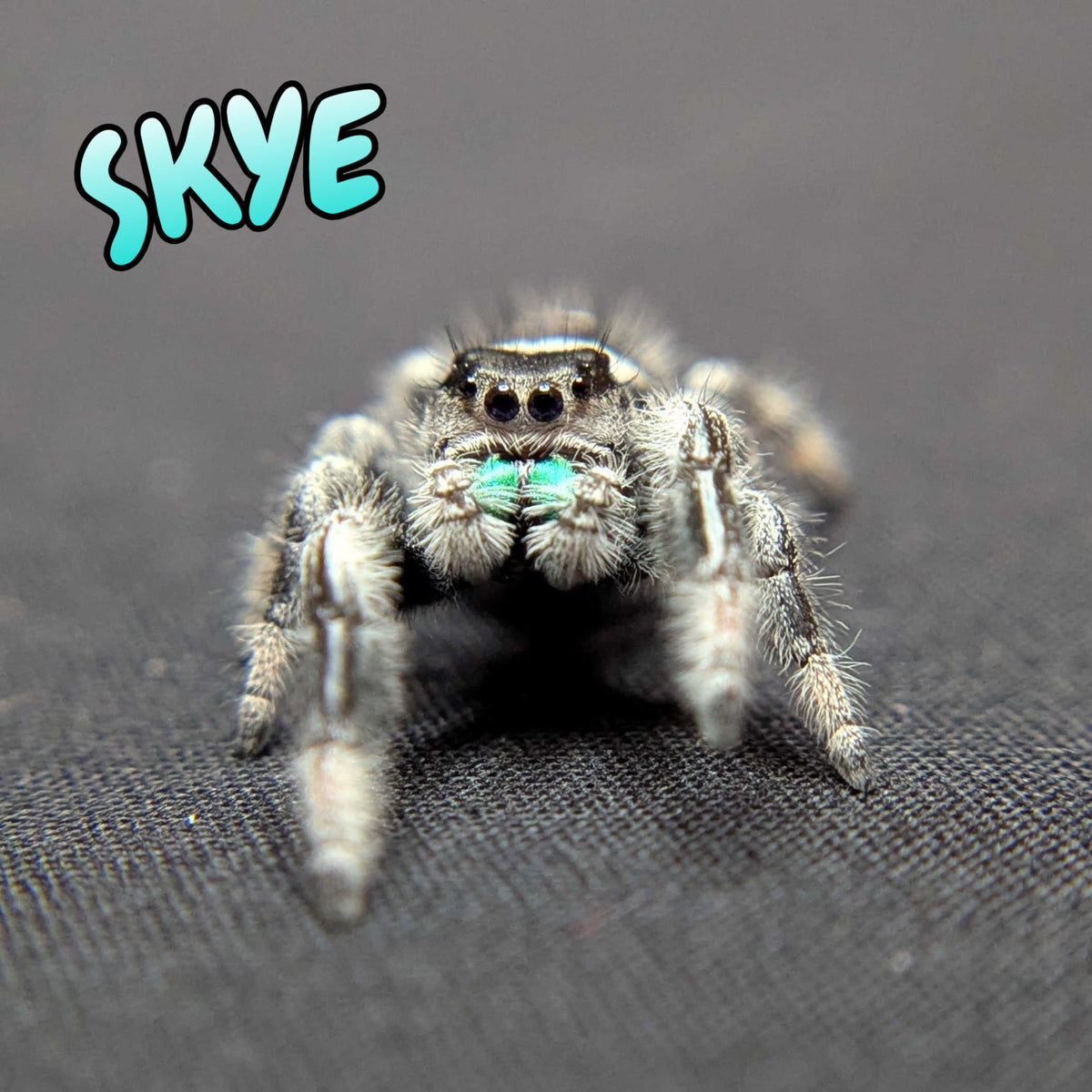 Regal Jumping Spider "Skye” (High White)