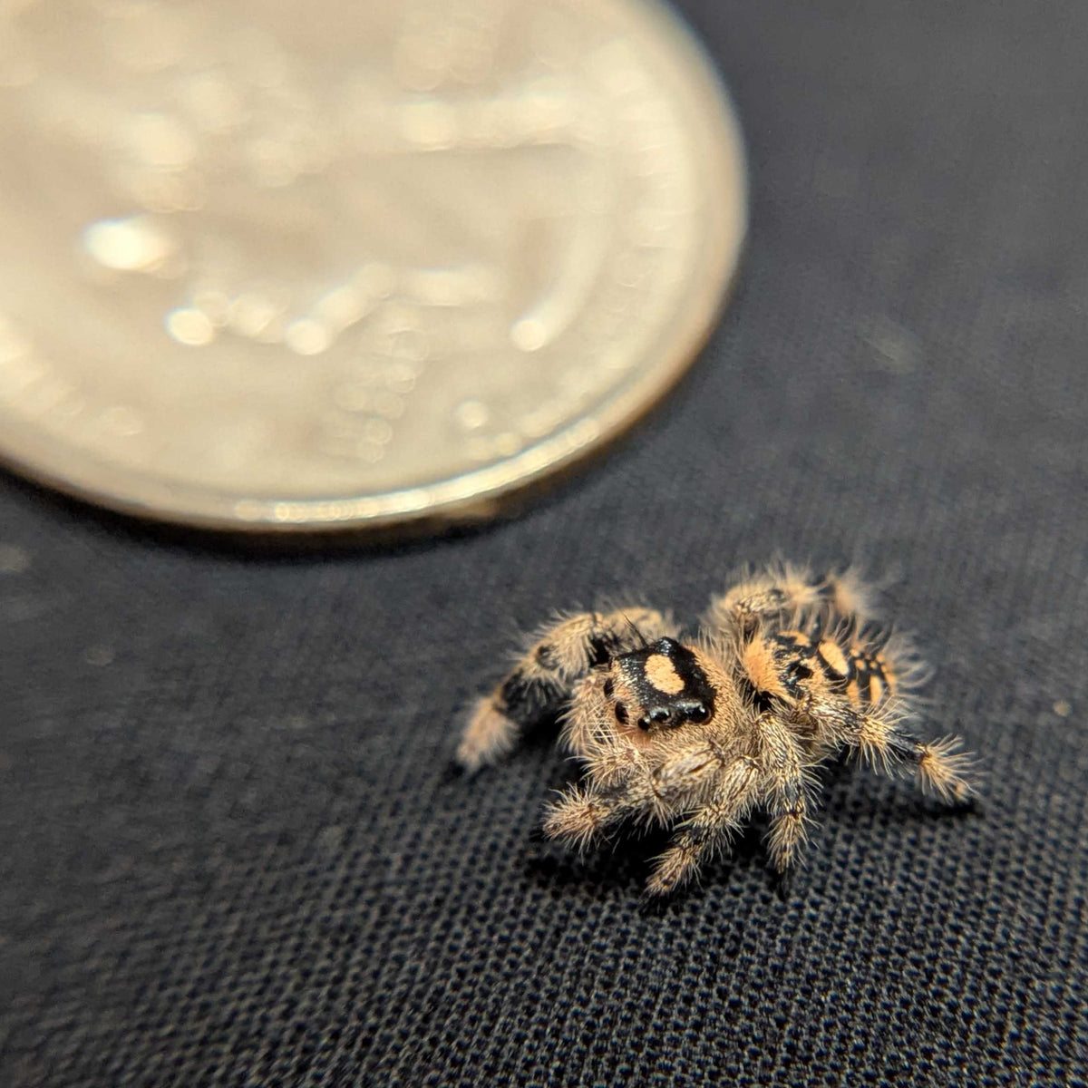 Regal Jumping Spider “Haze”