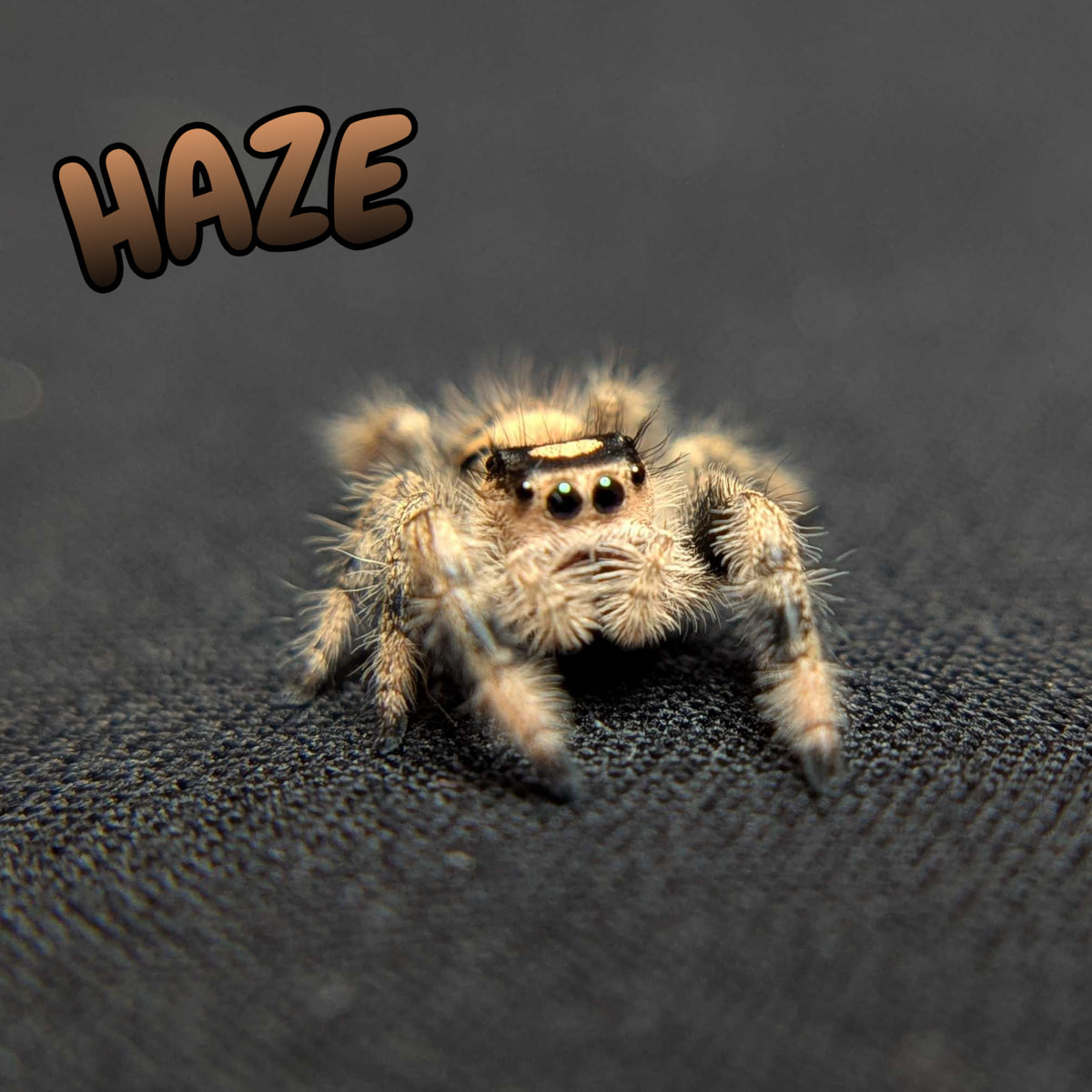 Regal Jumping Spider “Haze”