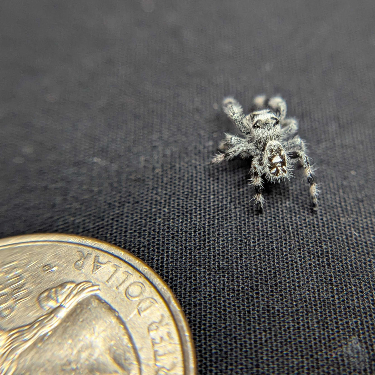 Regal Jumping Spider "Joker" (High White)
