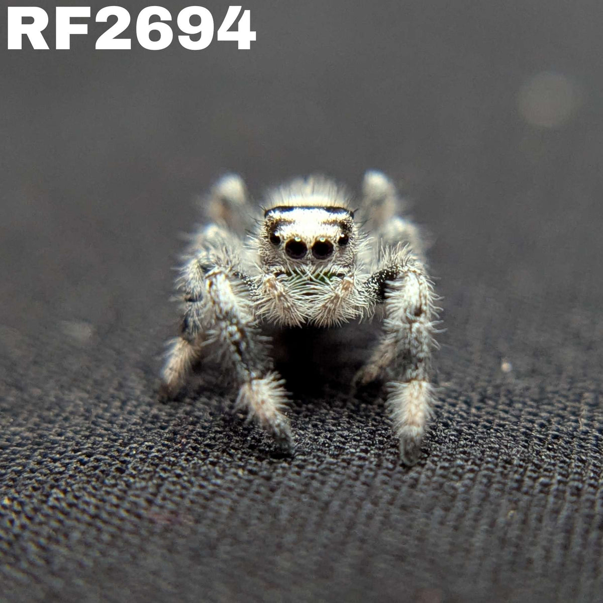 Regal Jumping Spider "Joker" (High White)