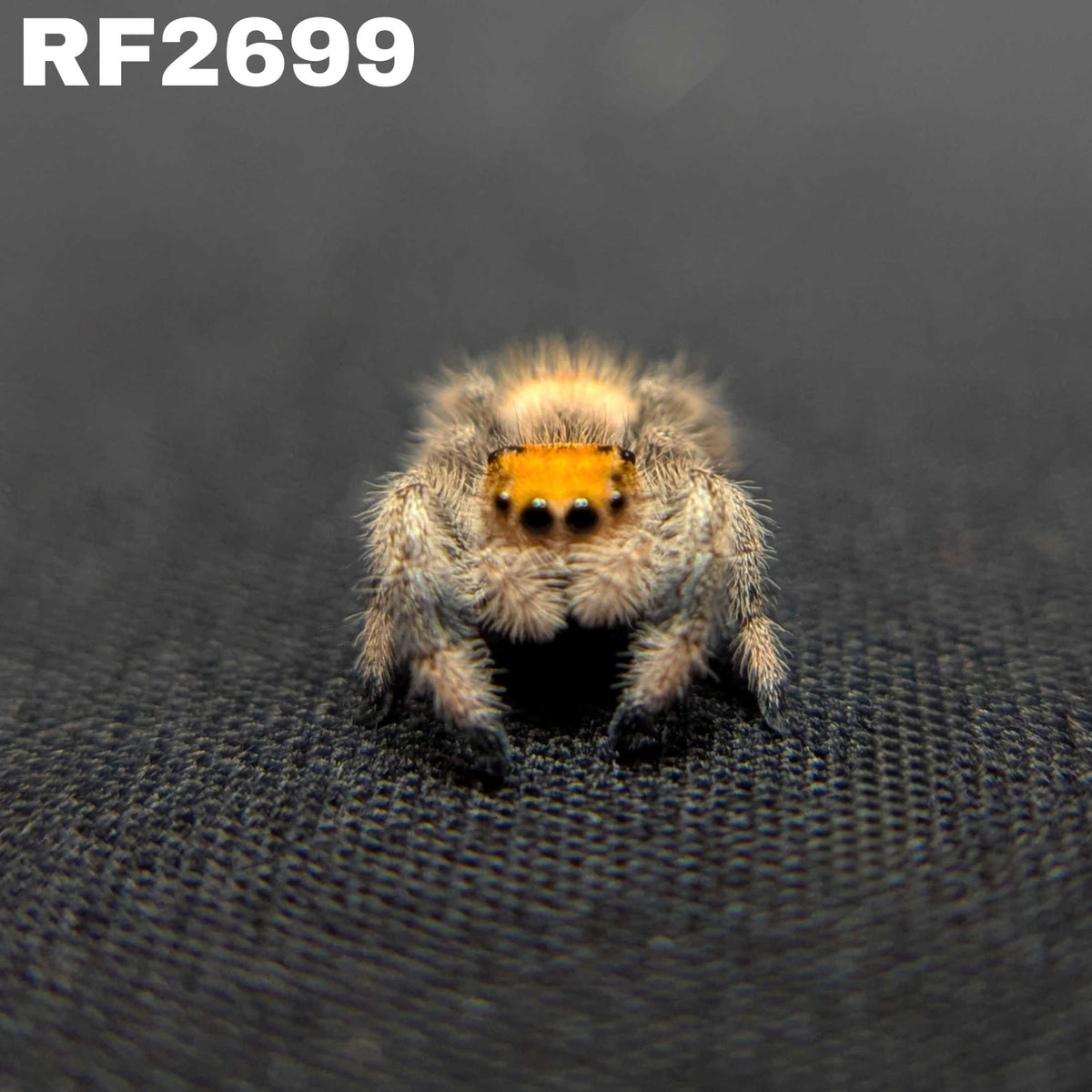 Regal Jumping Spider "Ivyplum"