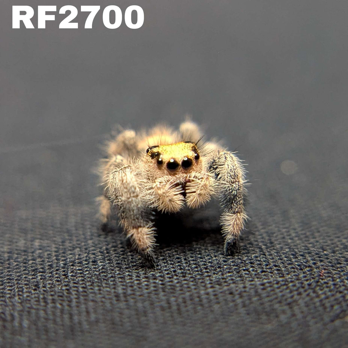 Regal Jumping Spider "Flare"