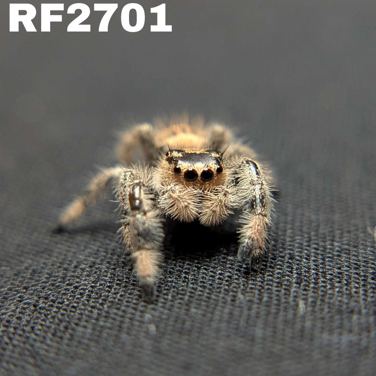 Regal Jumping Spider "Banshee"