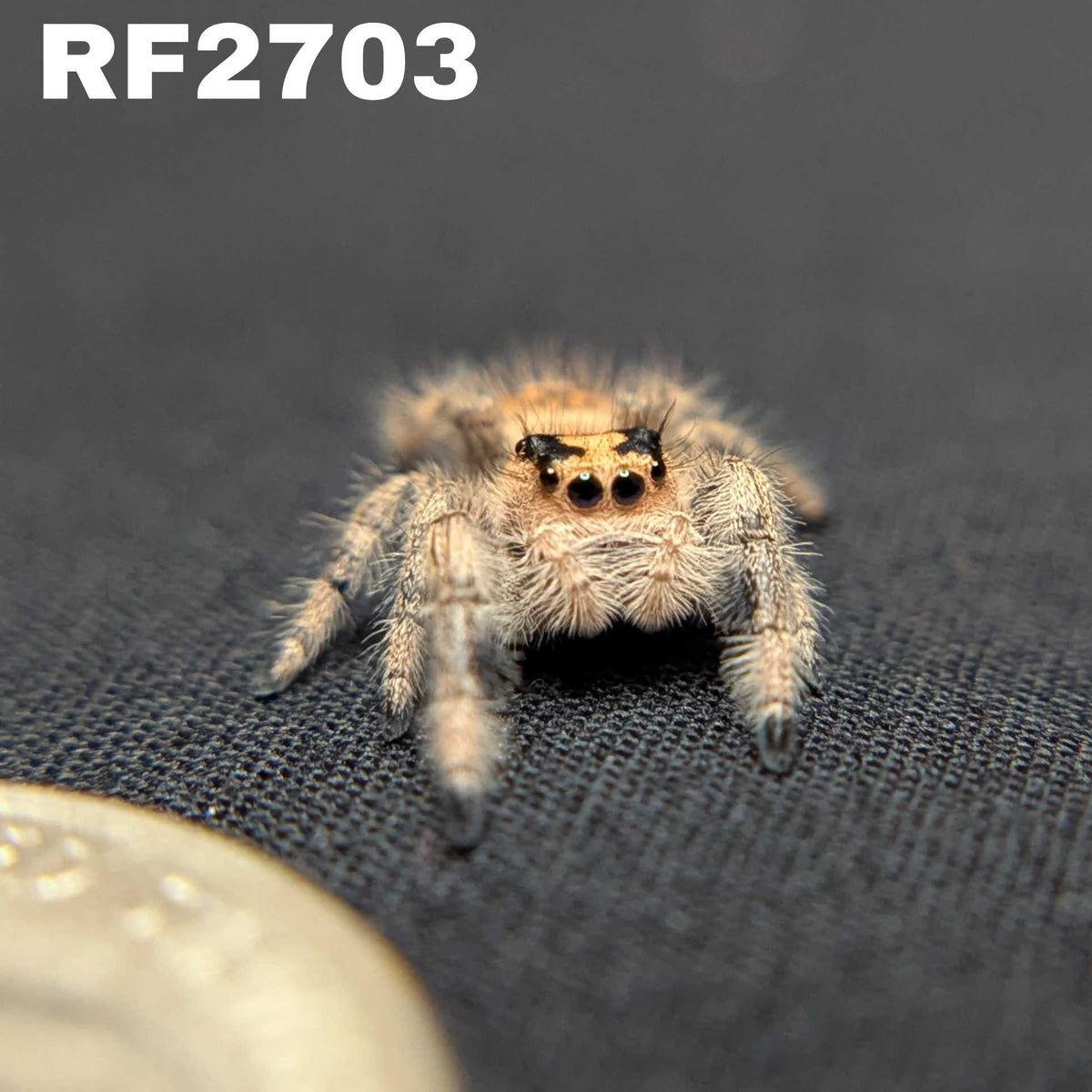 Regal Jumping Spider "Iris"