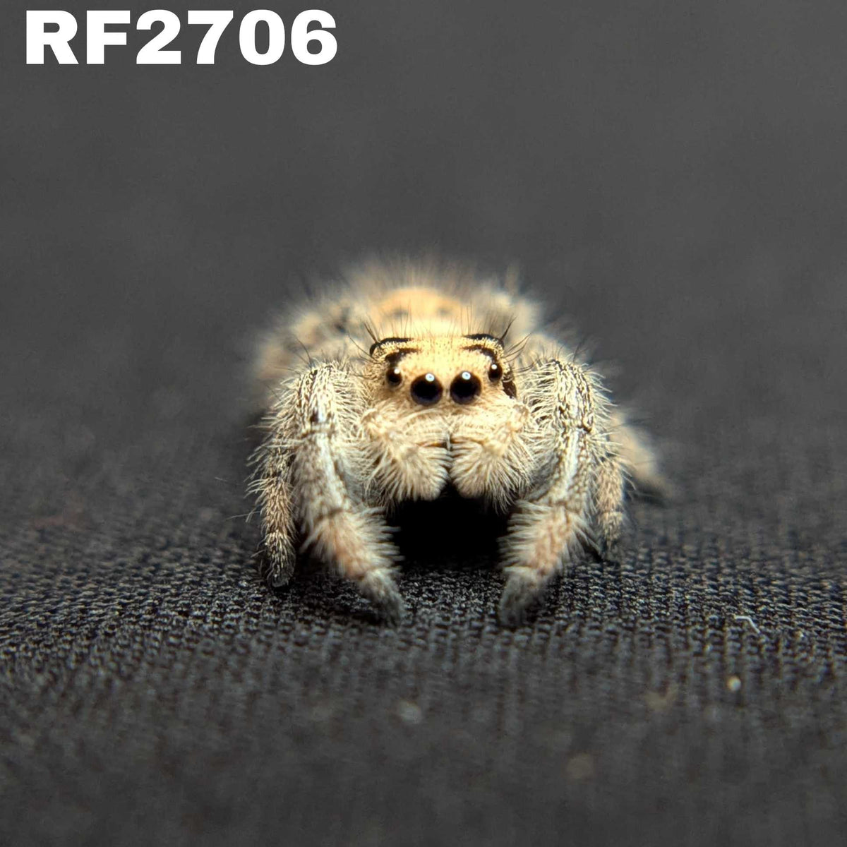 Regal Jumping Spider "Cotton"