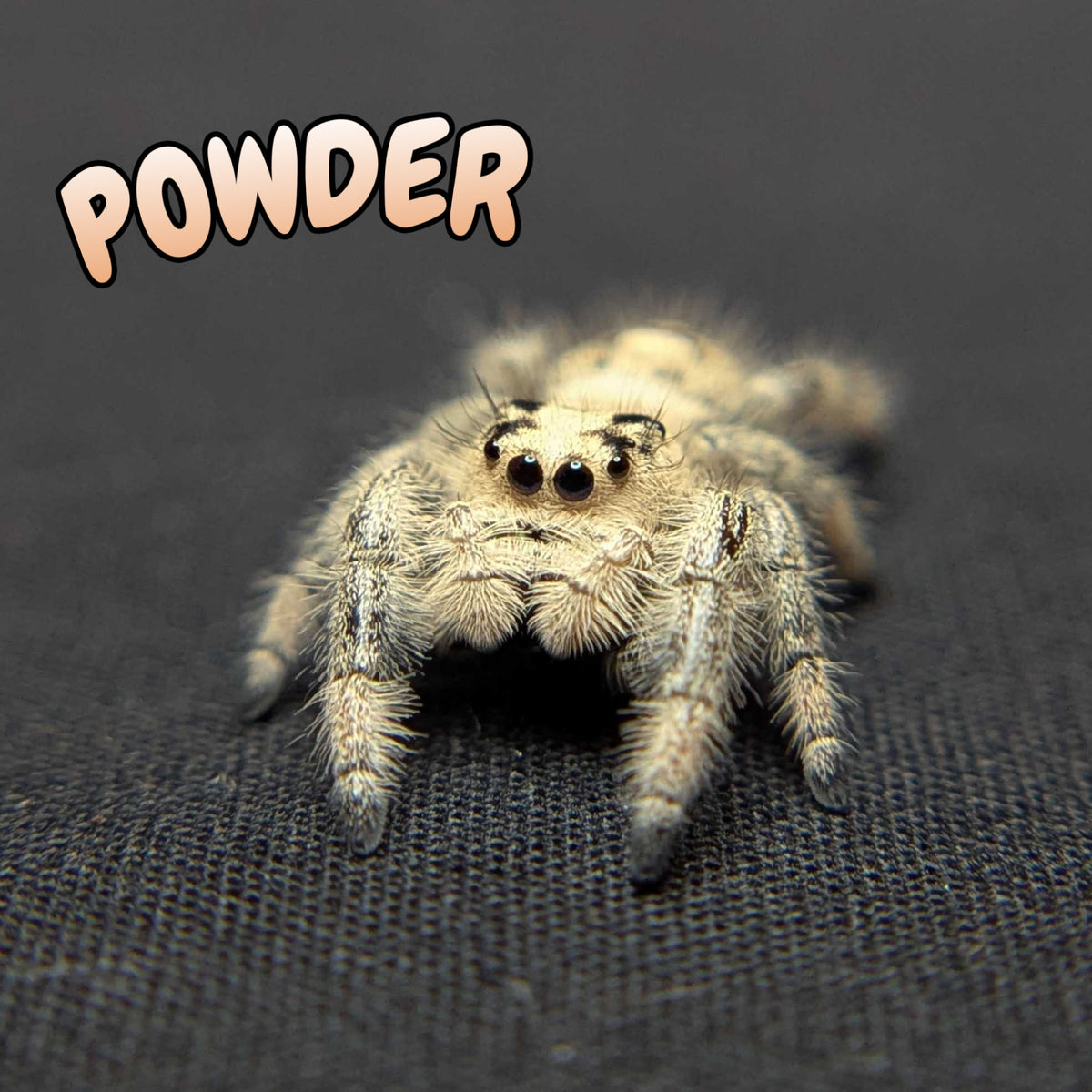 Regal Jumping Spider "Powder"