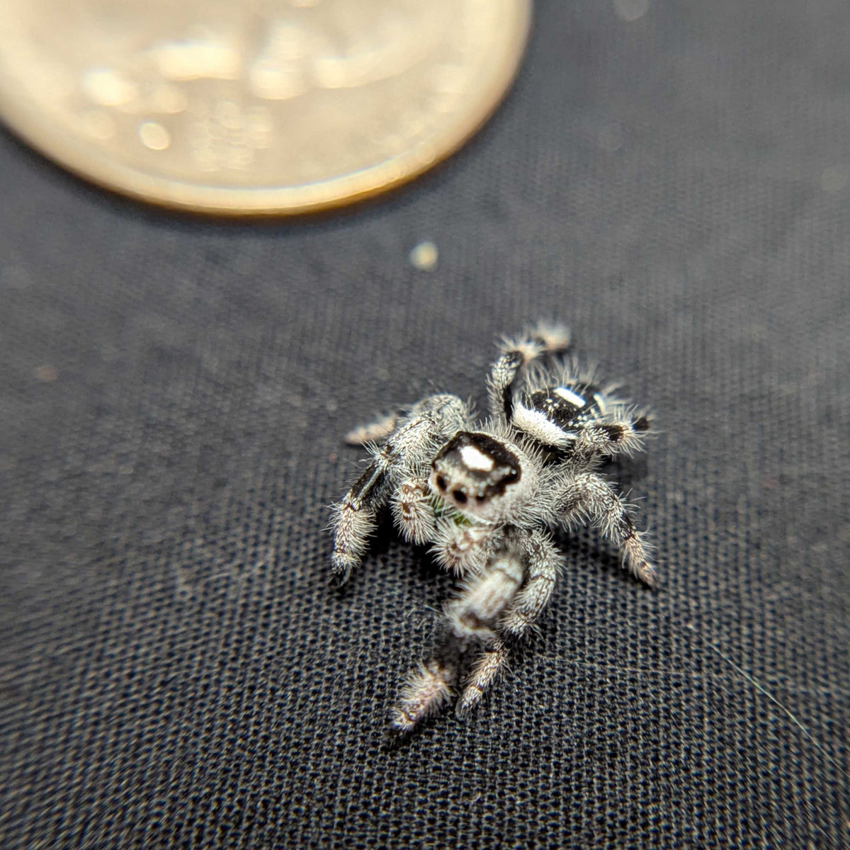 Regal Jumping Spider “Pickle” (High White)