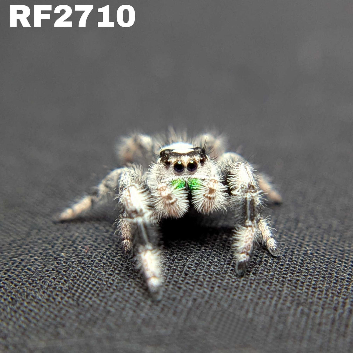 Regal Jumping Spider “Pickle” (High White)