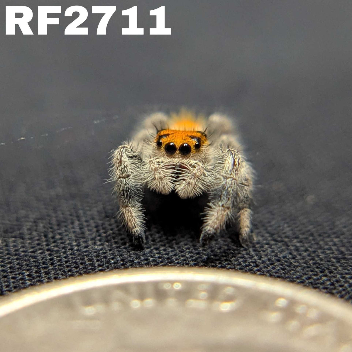 Regal Jumping Spider “Durian”