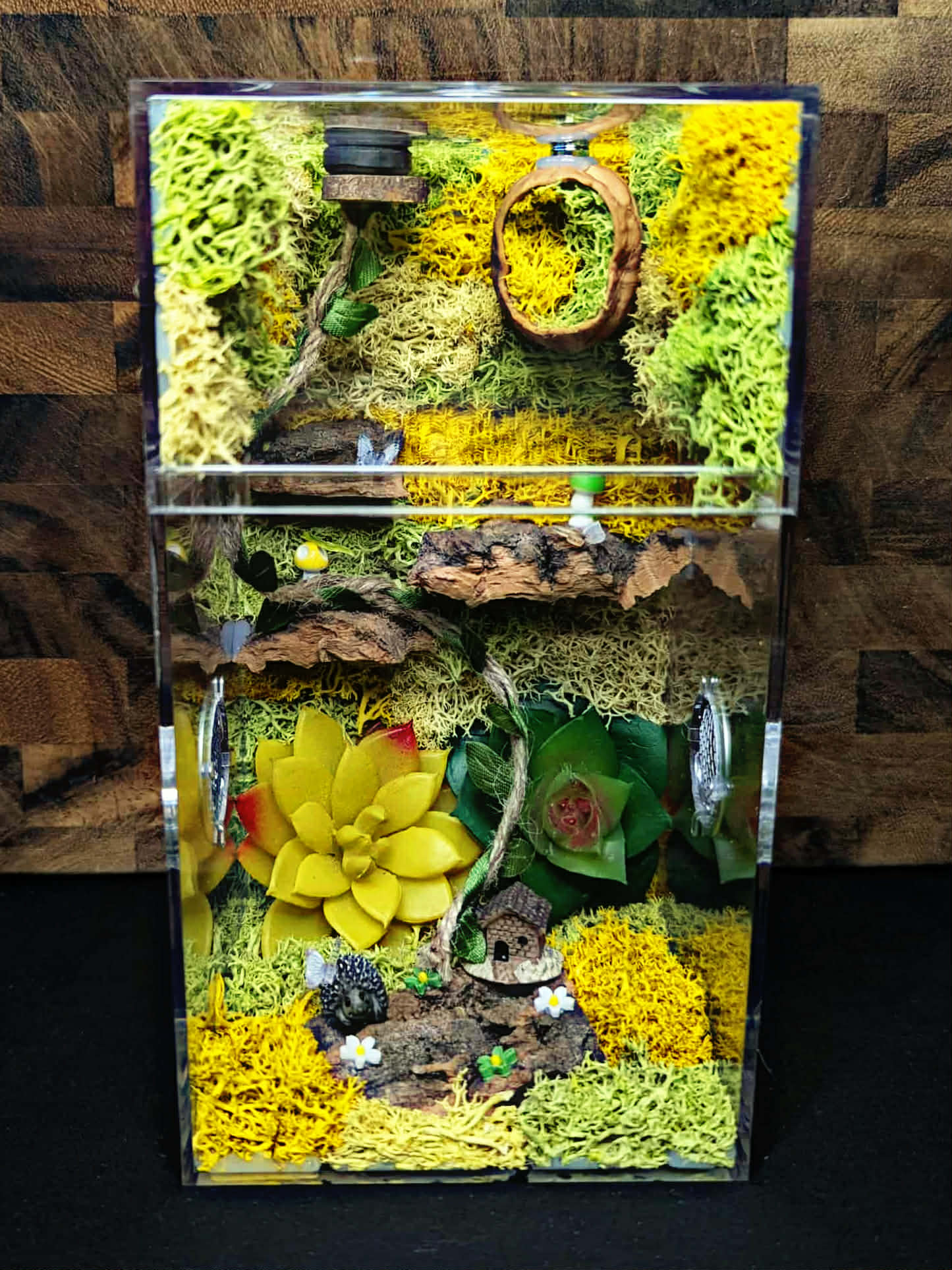 Custom Jumping Spider Enclosure