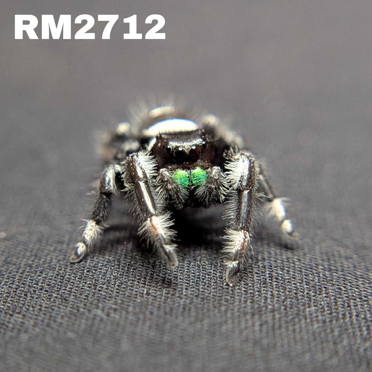 (Apalachicola Locale) Regal Jumping Spider "Moss”