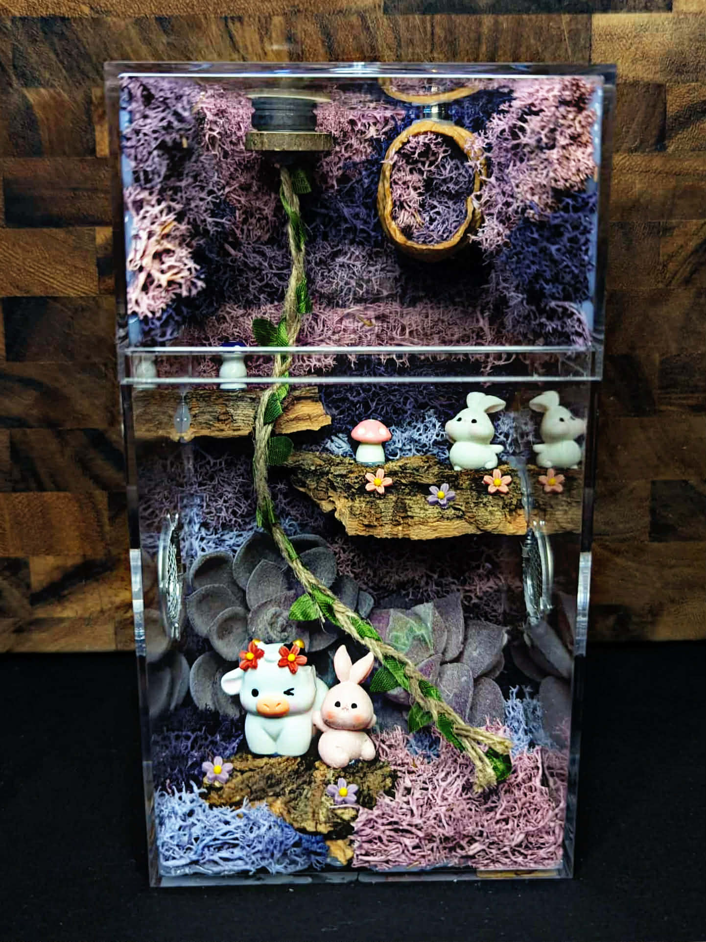 Custom Jumping Spider Enclosure