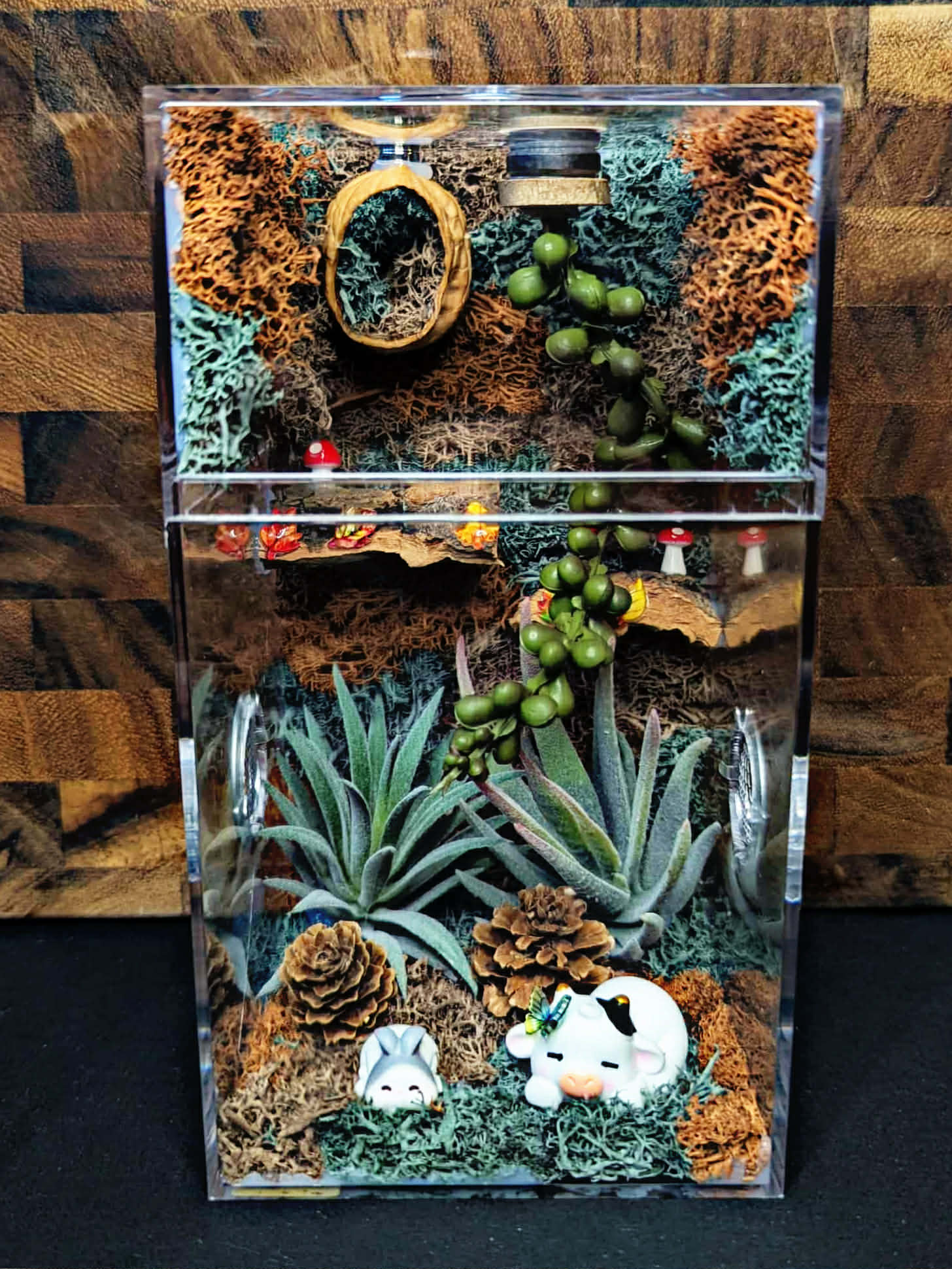 Custom Jumping Spider Enclosure