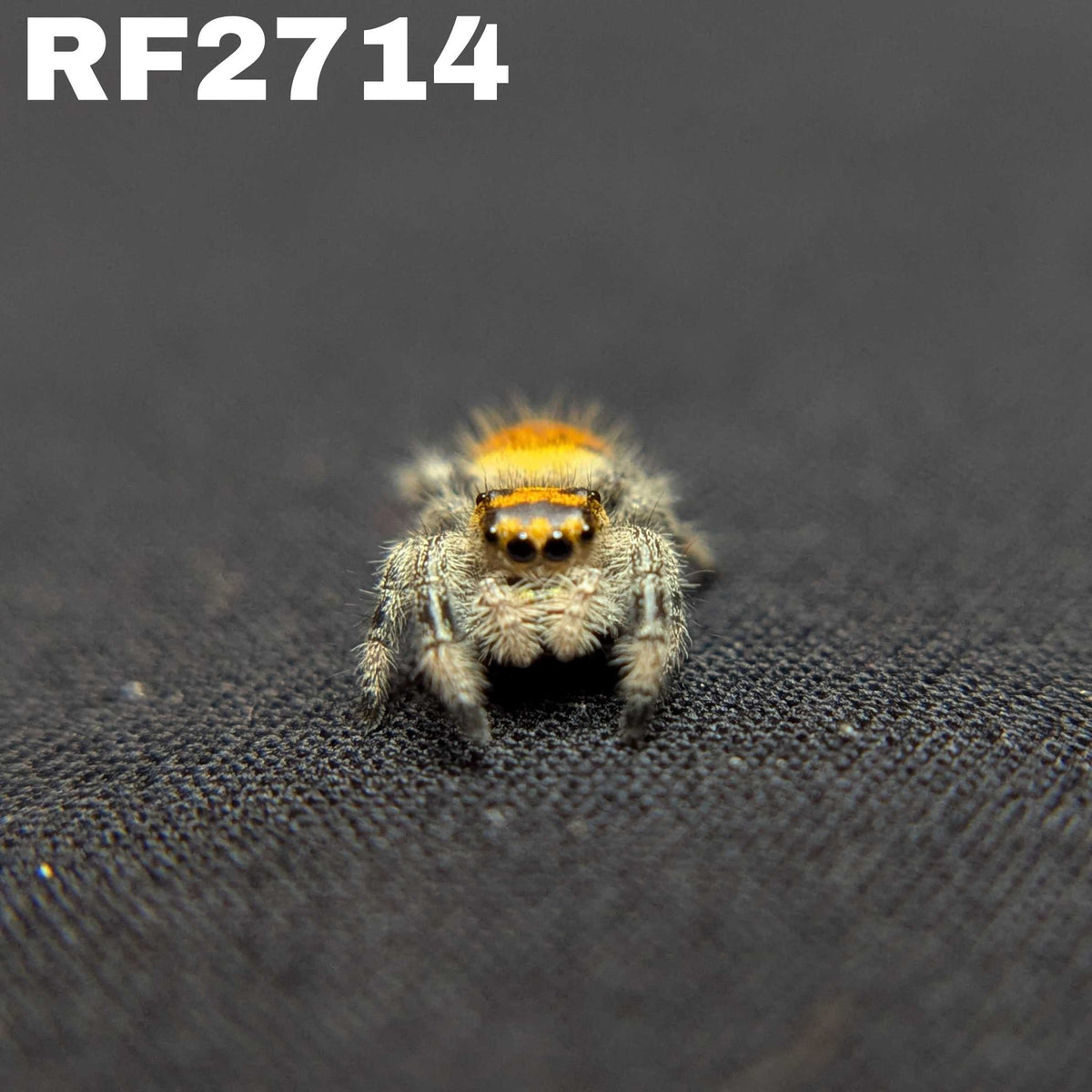 Regal Jumping Spider "Hex"