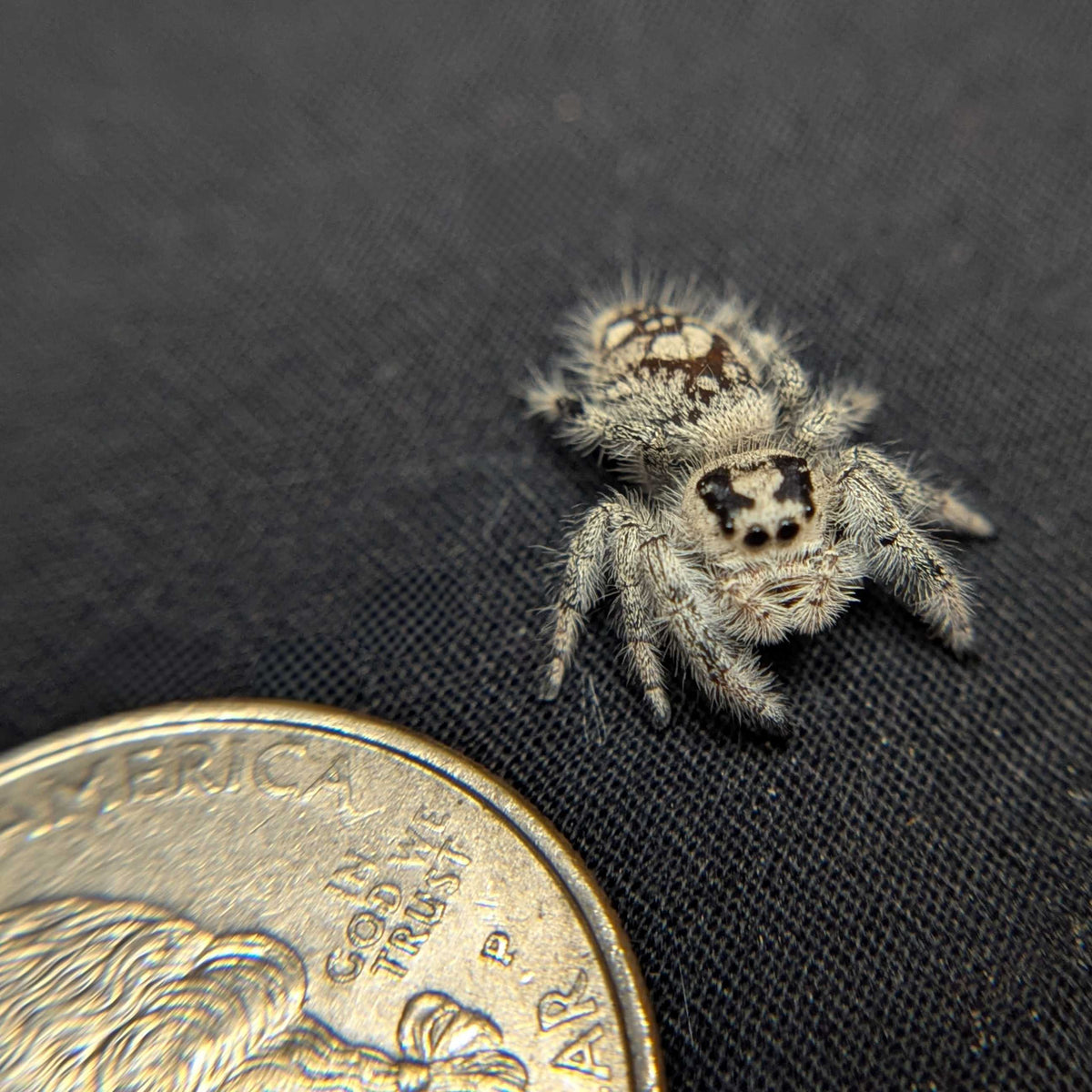 Regal Jumping Spider "Caramel Kush"