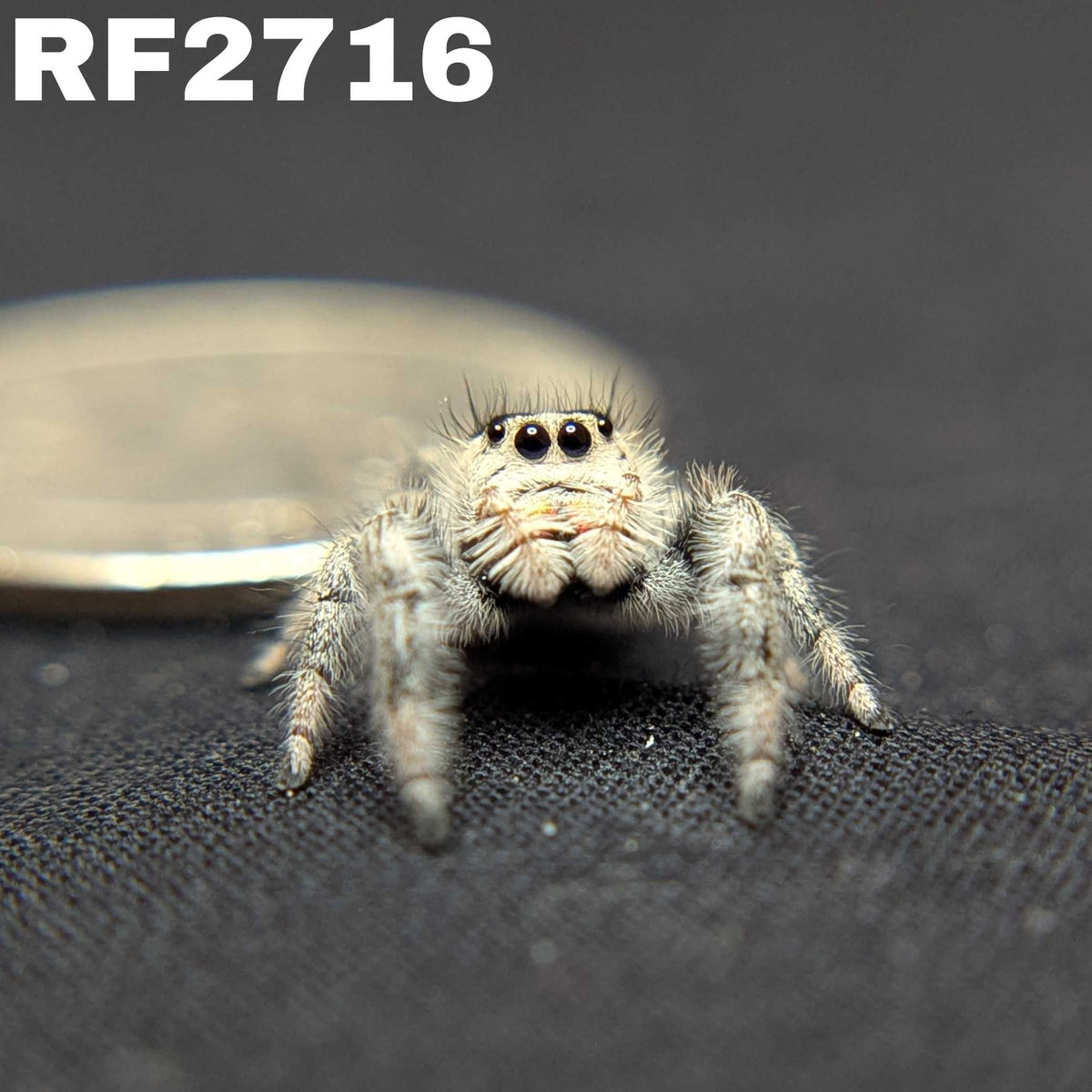 Regal Jumping Spider "Caramel Kush"