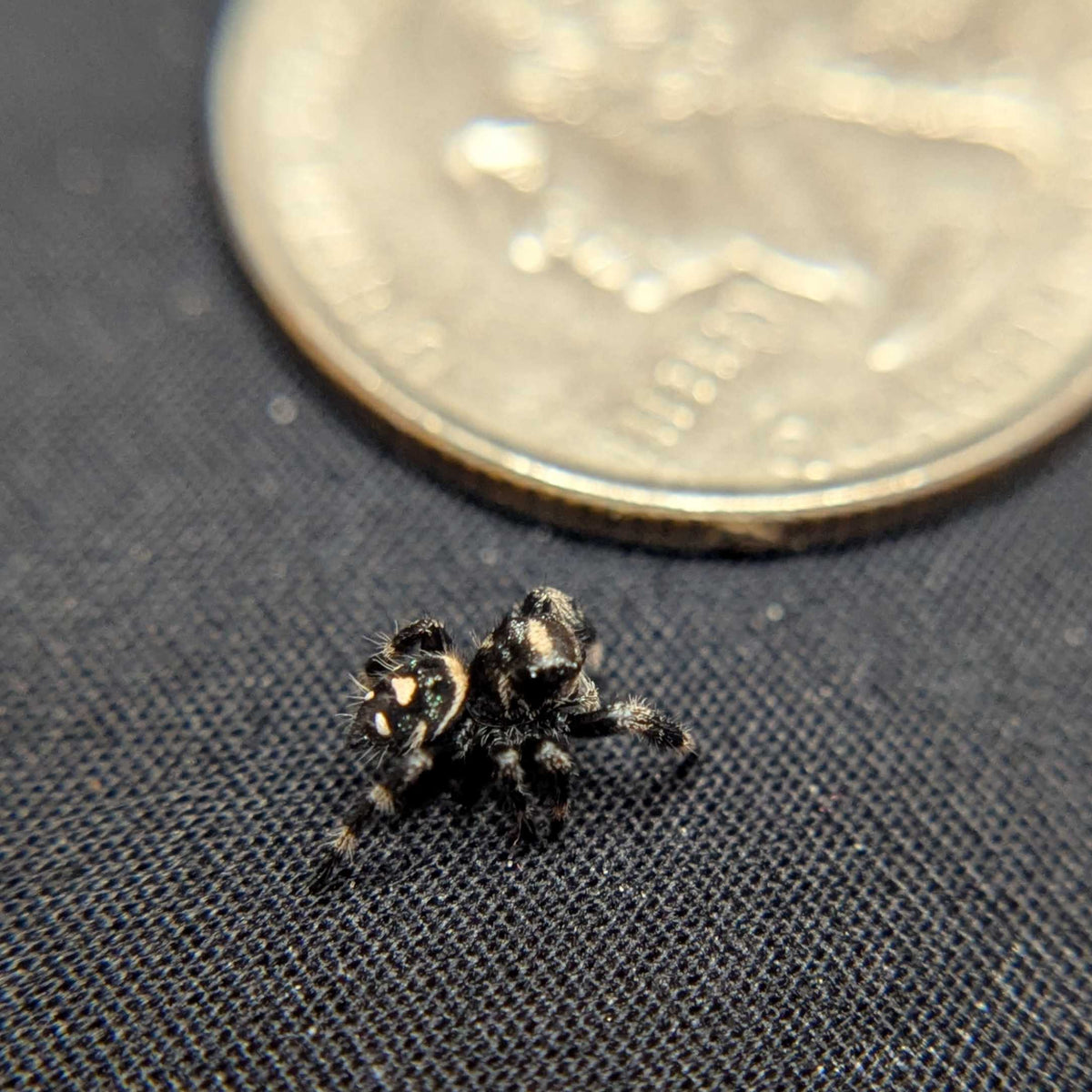 Regal Jumping Spider "Chocolate"