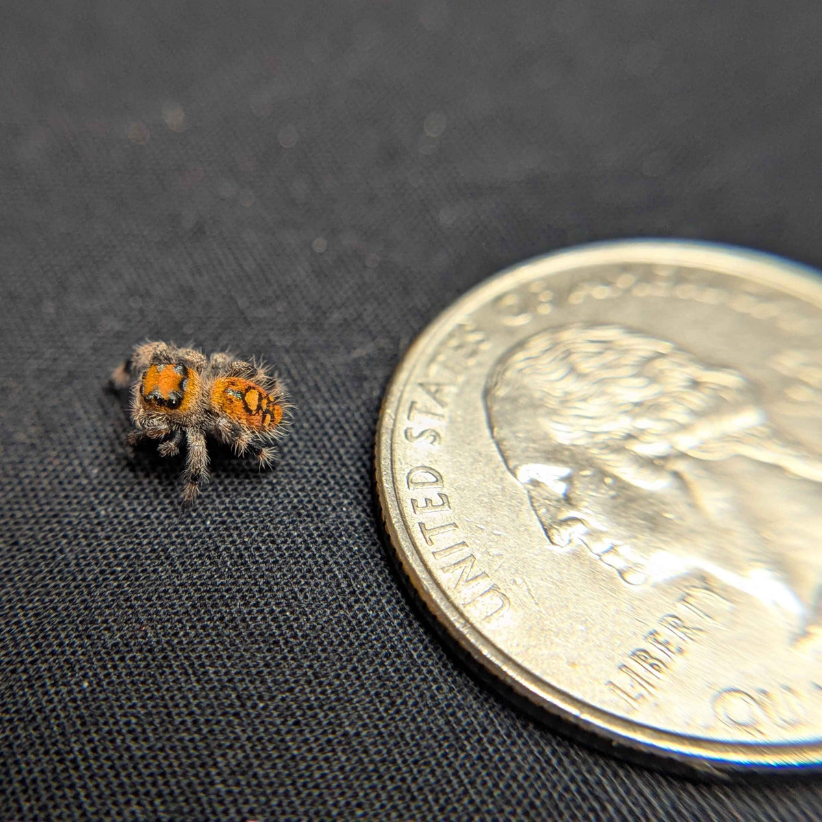 Regal Jumping Spider “Marigold”