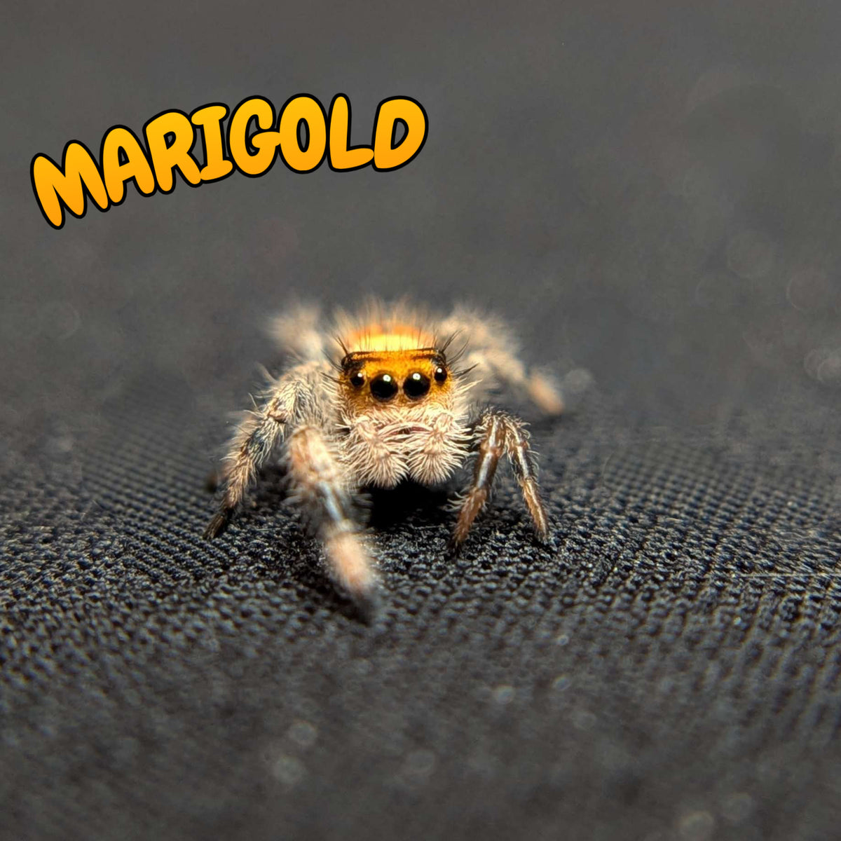 Regal Jumping Spider “Marigold”