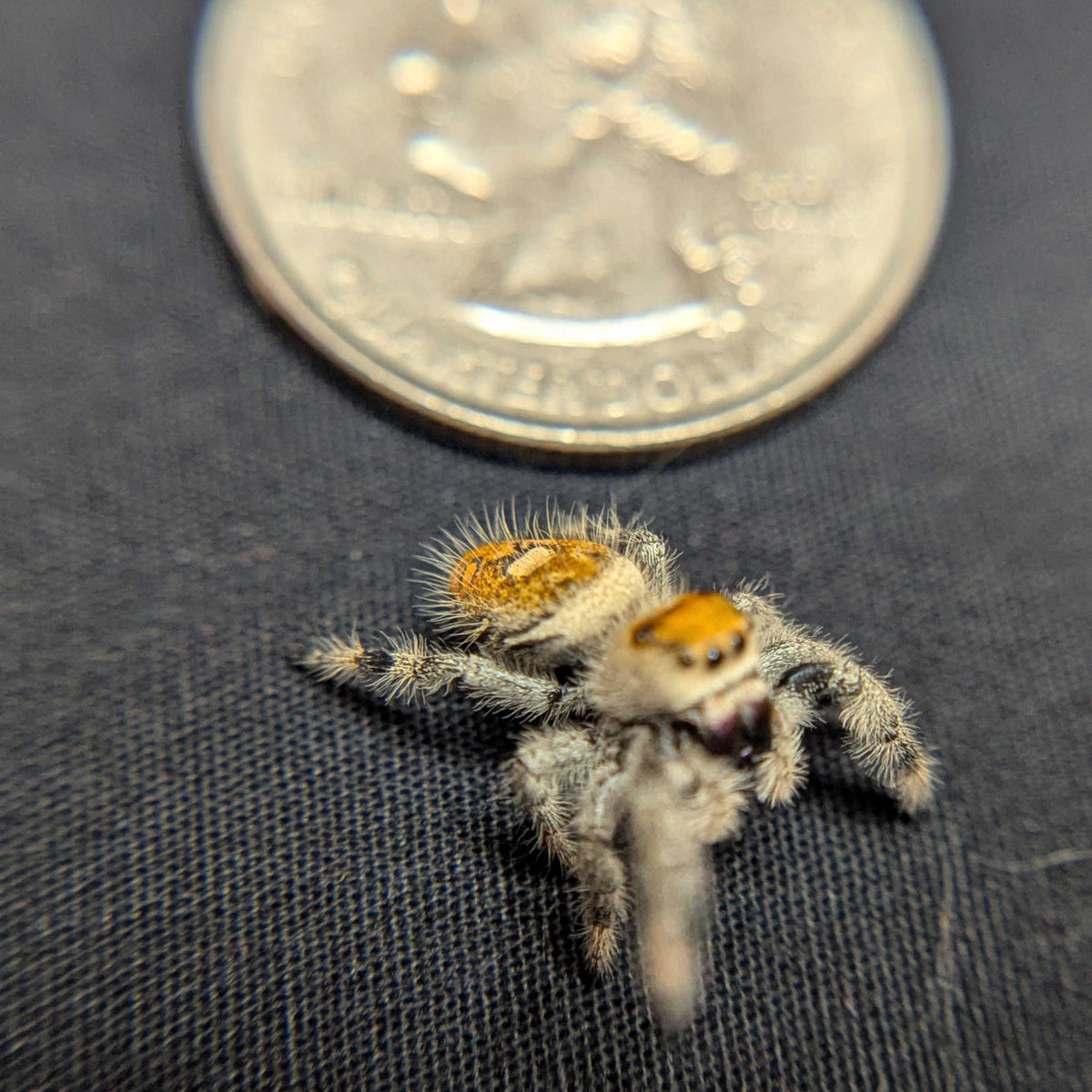 Regal Jumping Spider “Sienna”