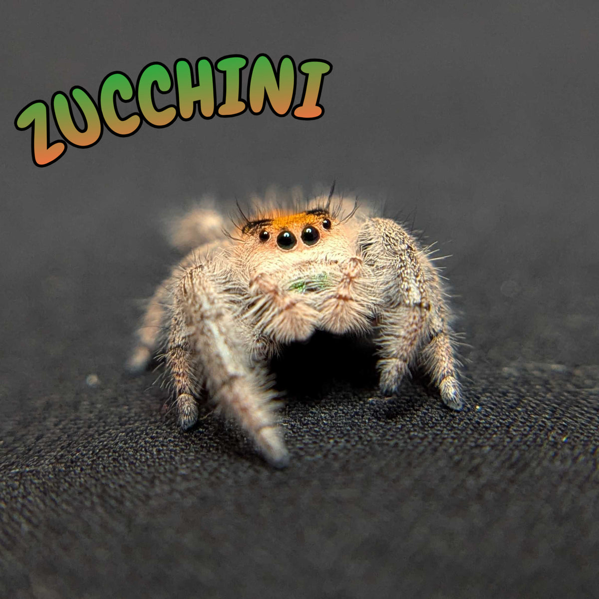 Regal Jumping Spider "Zucchini"