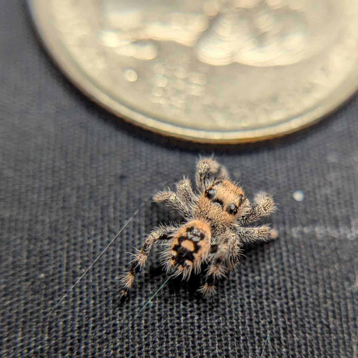 Regal Jumping Spider "Oatmeal"