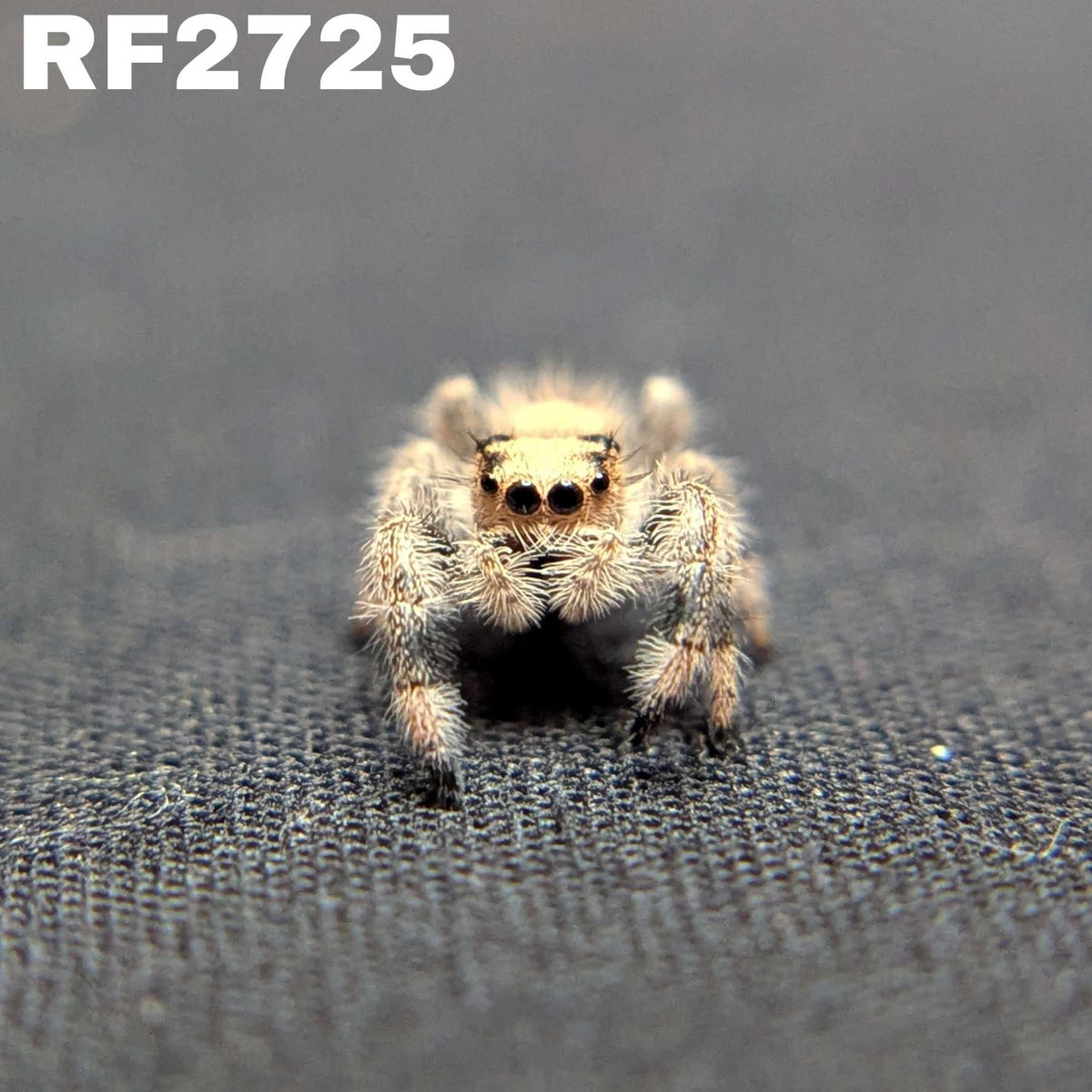 Regal Jumping Spider "Oatmeal"