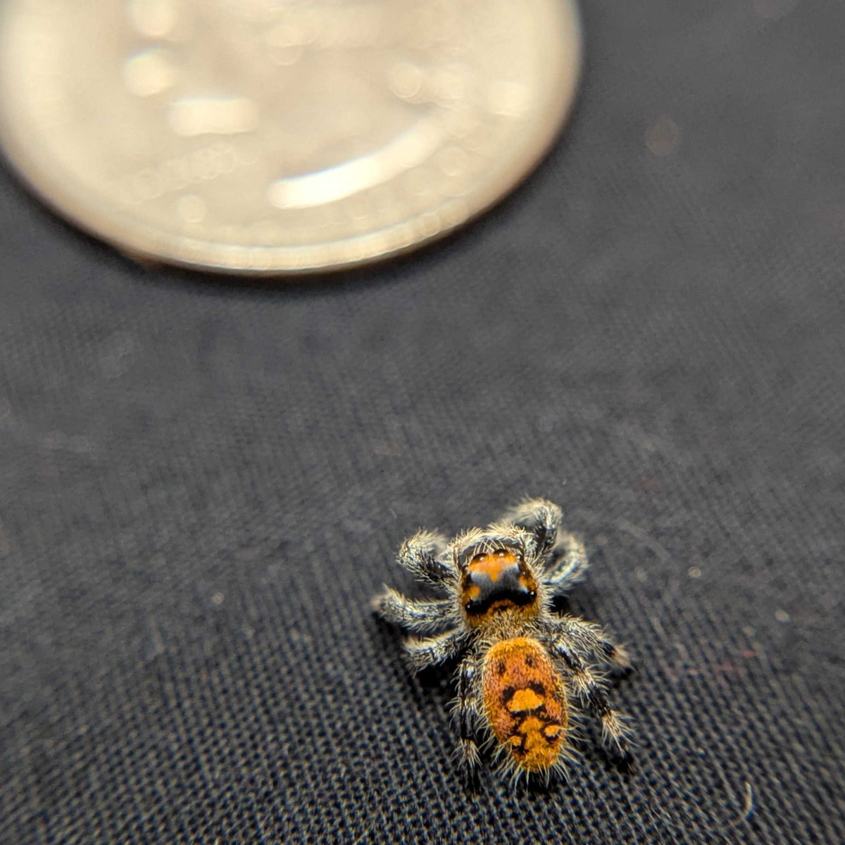 Regal Jumping Spider “Magma”