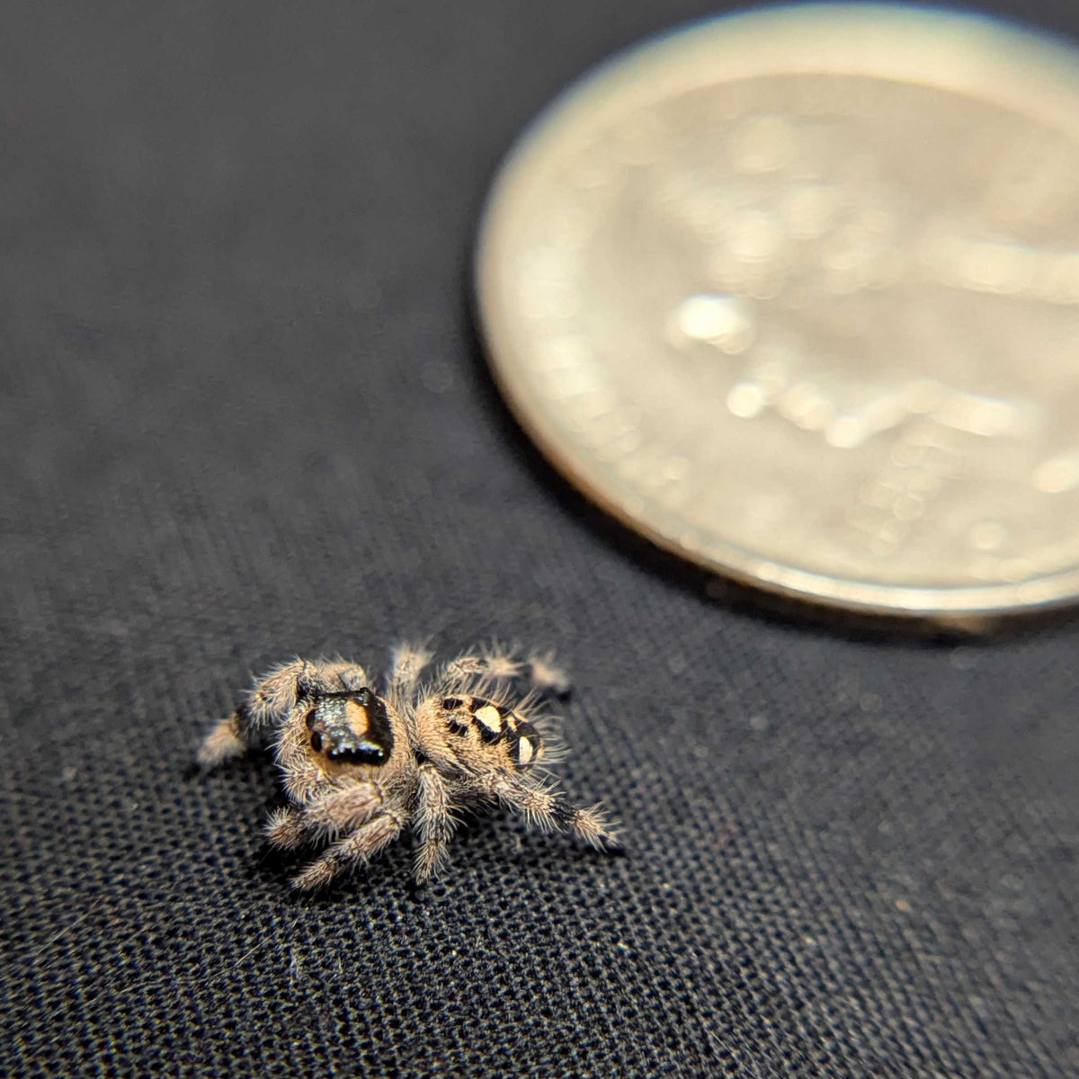 Regal Jumping Spider "Chococream"