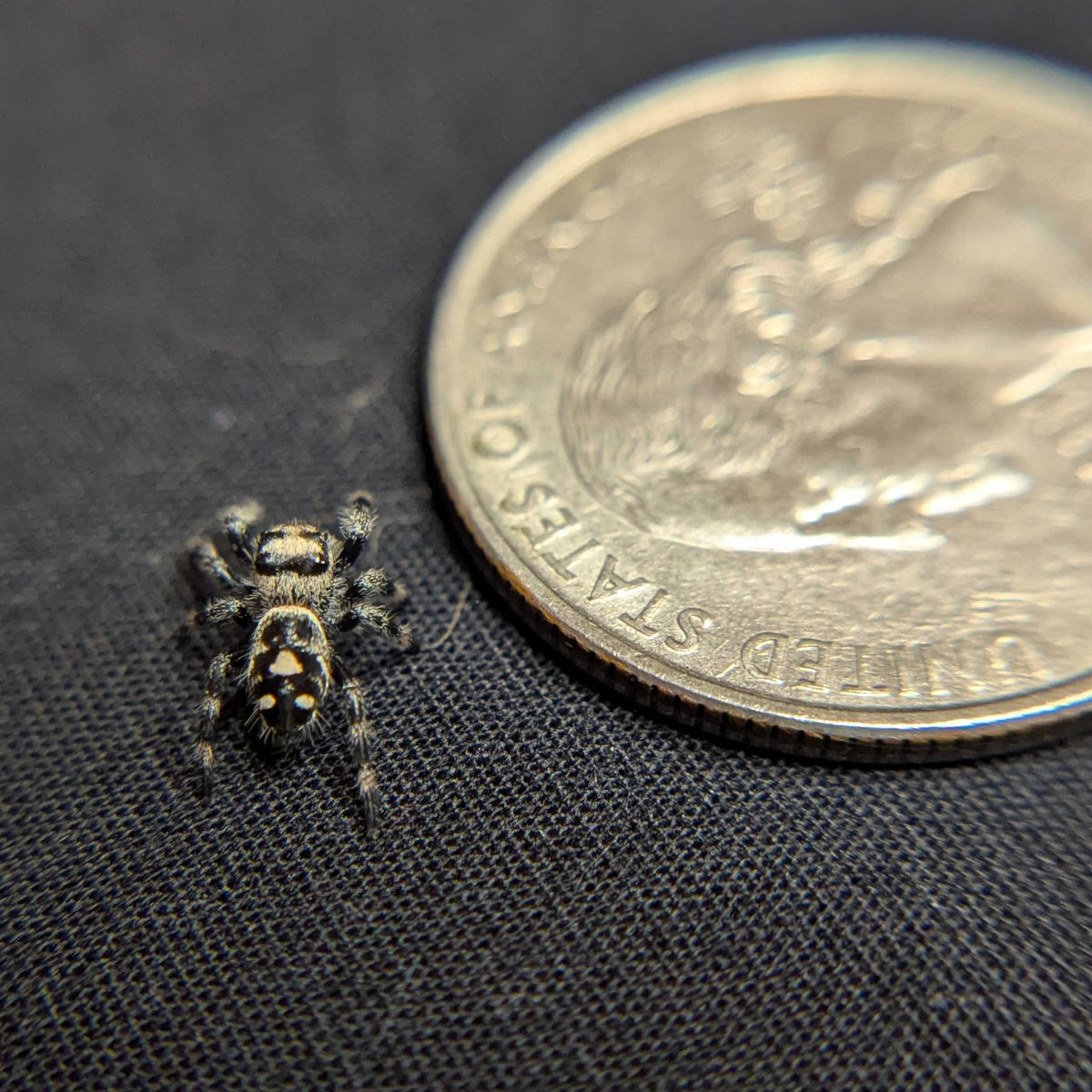 Regal Jumping Spider "Domino"
