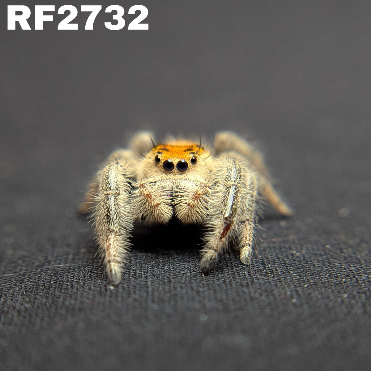 Regal Jumping Spider "Blood Orange"