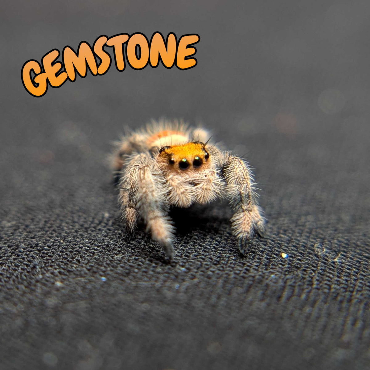 Regal Jumping Spider "Gemstone"