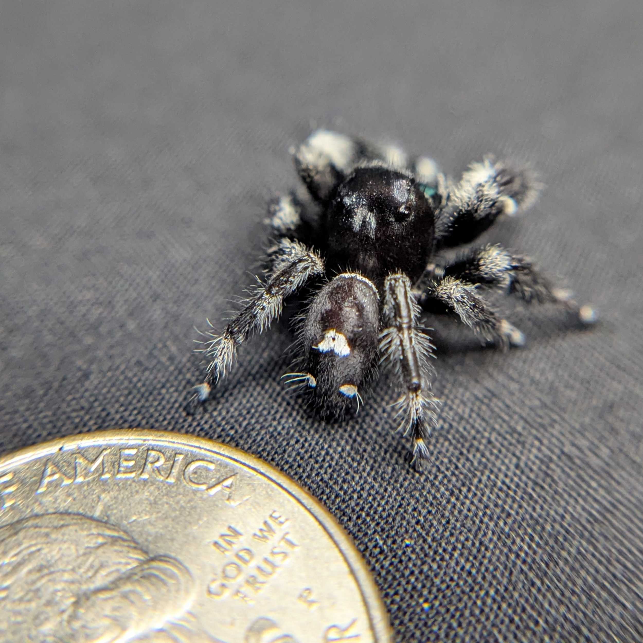 Regal Jumping Spider "Sapphire" (Rare)