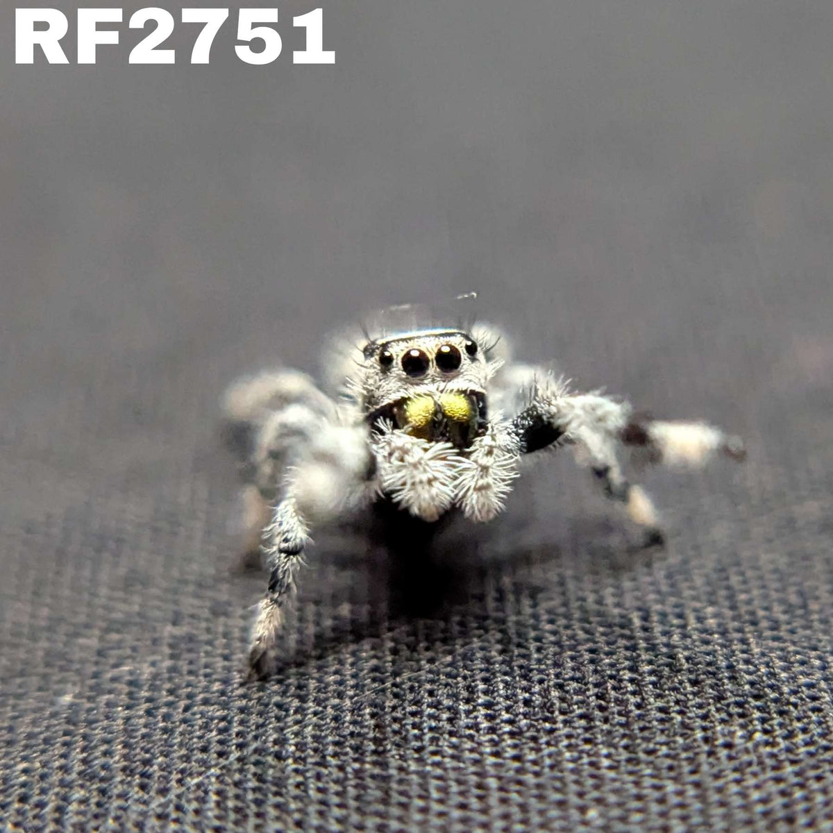 Regal Jumping Spider "Meringue” (High White)