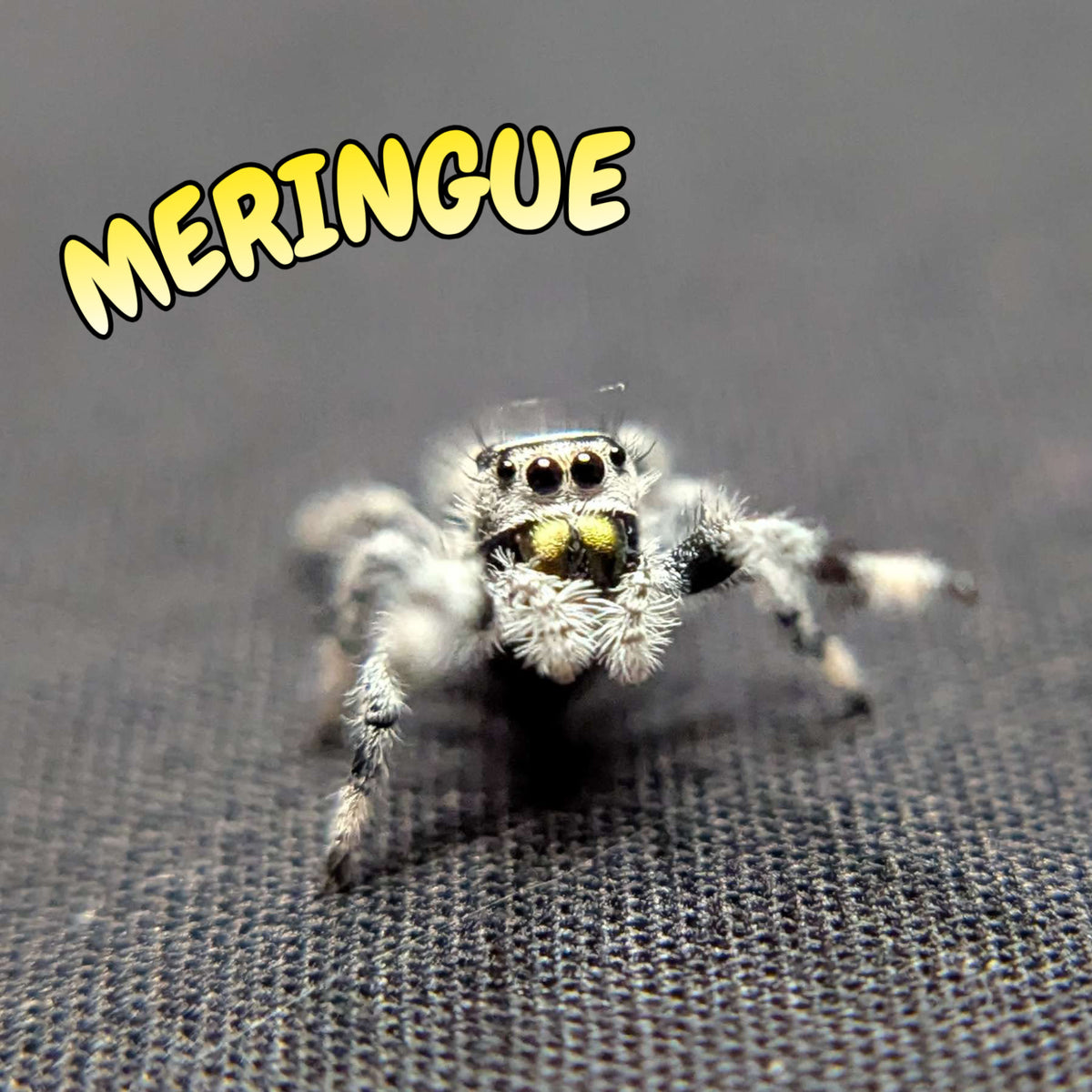 Regal Jumping Spider "Meringue” (High White)