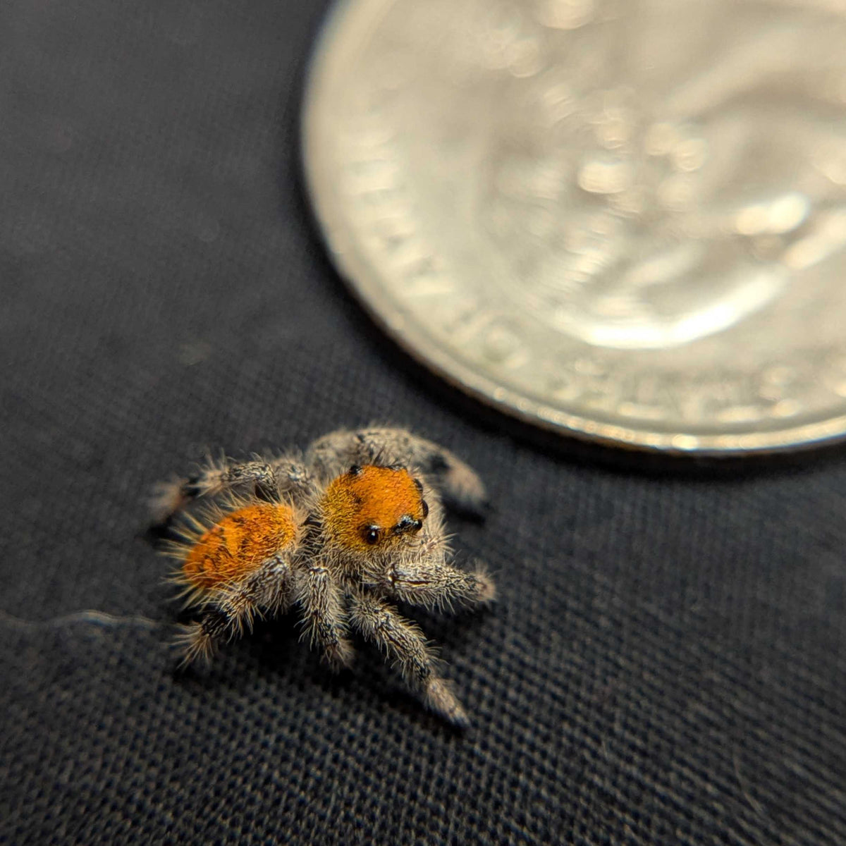 Regal Jumping Spider "Rainbow"