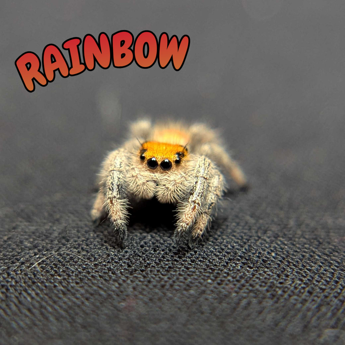 Regal Jumping Spider "Rainbow"