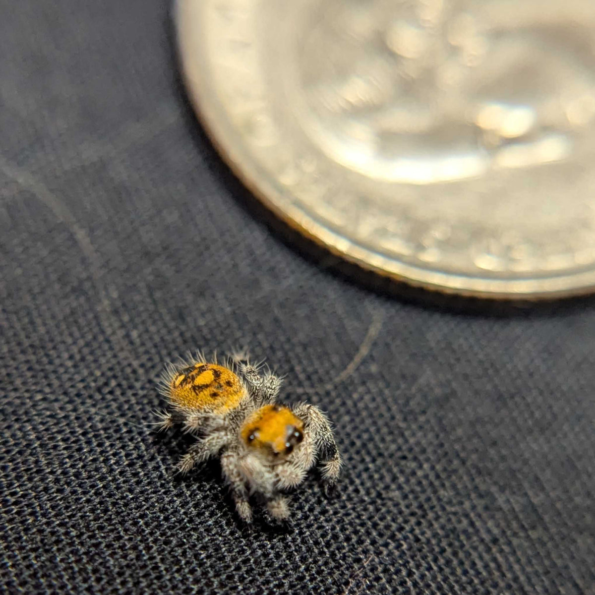 Regal Jumping Spider "Biscuit"